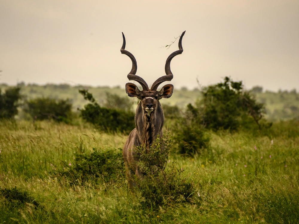 Mpumalanga - Animal Emblem - Kudu