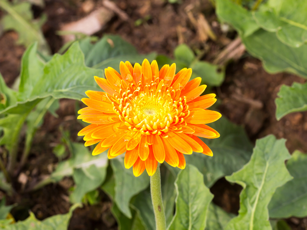 Mpumalanga - Flower Emblem - Barberton Daisy